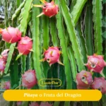 Guía Completa Para Un Jardín Tropical En Casa Cultivando la exótica Pitaya