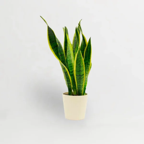 Sansevieria, Vivero-de-plantas-en-Chiclana-de-la-Frontera-Servicios-de-mantenimiento-de-jardines-en-Cadiz