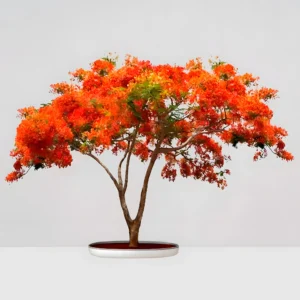 Vivero-de-plantas-en-Chiclana-de-la-Frontera-Servicios-de-mantenimiento-de-jardines-en-Cadiz Flamboyán (Delonix Regia): El Árbol de la Llama