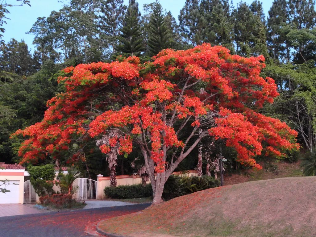 Vivero-de-plantas-en-Chiclana-de-la-Frontera-Servicios-de-mantenimiento-de-jardines-en-Cadiz Flamboyán (Delonix Regia): El Árbol de la Llama