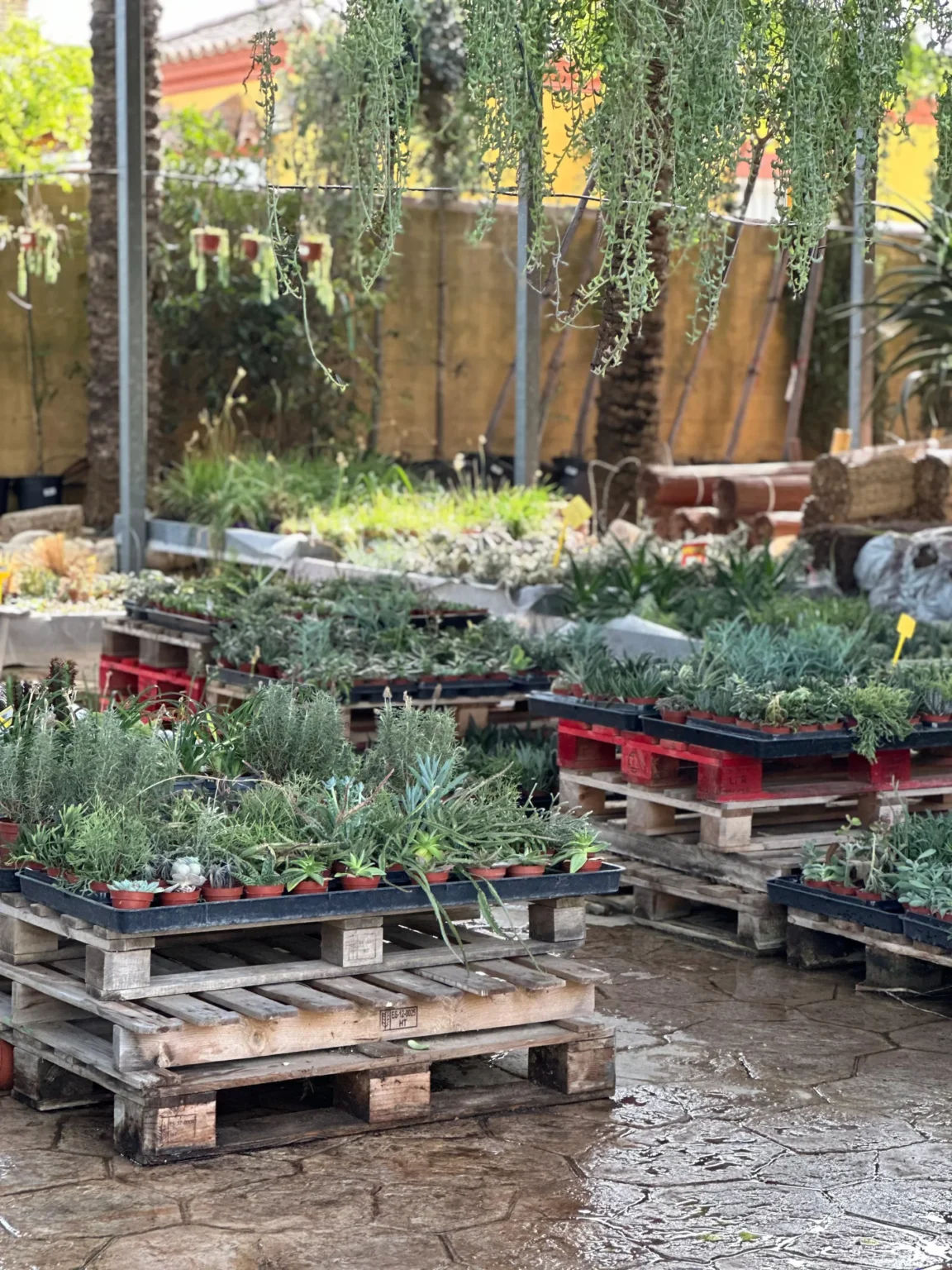 Vivero Losteflor - Servicios de mantenimiento de jardines en Cádiz - Vivero de plantas en Chiclana de la Frontera 33