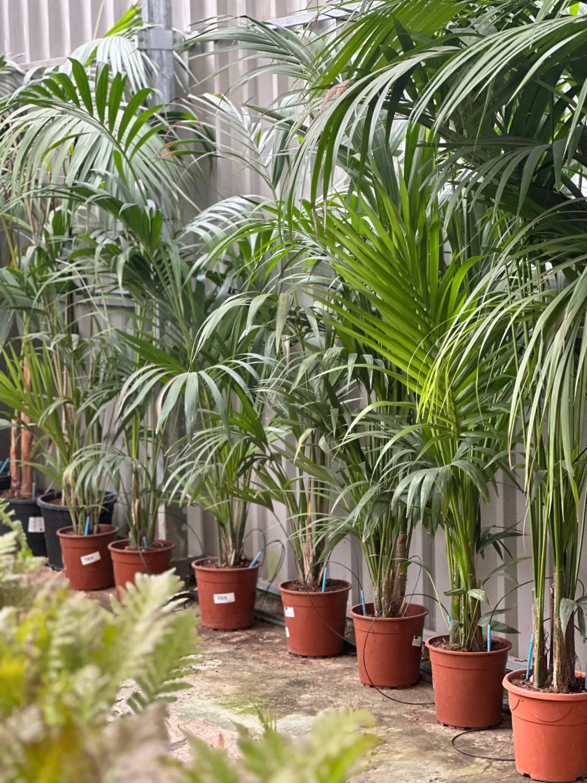 Vivero Losteflor - Servicios de mantenimiento de jardines en Cádiz - Vivero de plantas en Chiclana de la Frontera 36