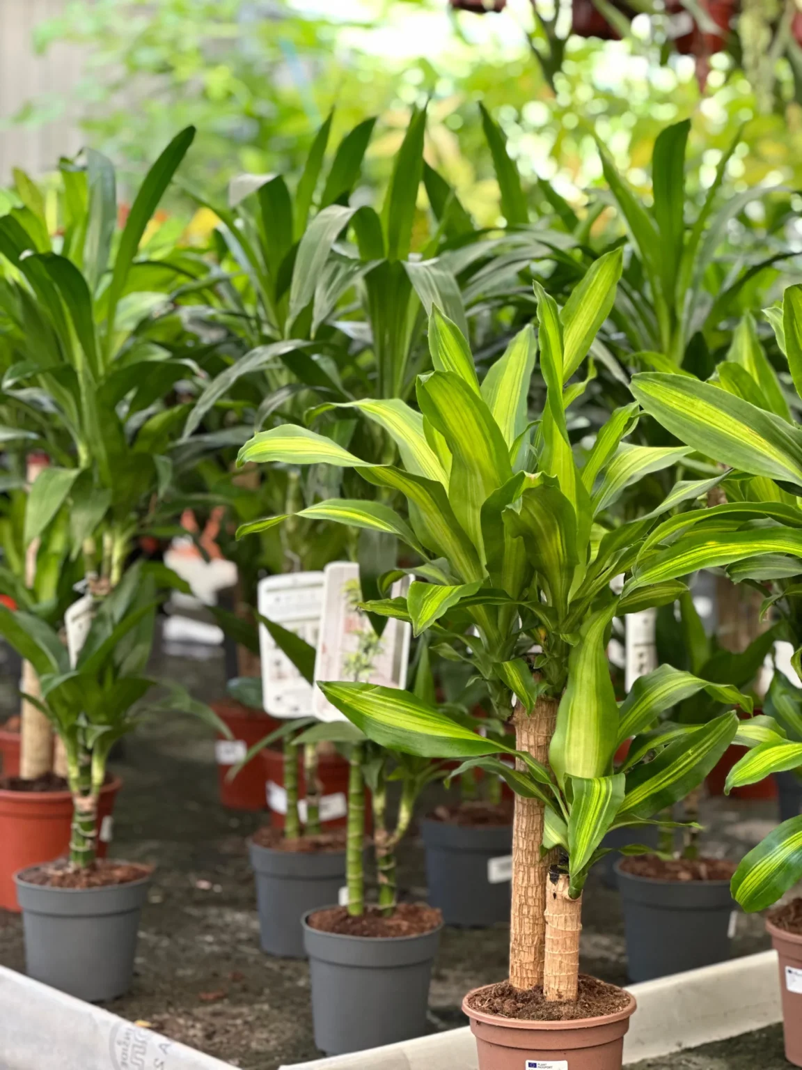 Vivero Losteflor - Servicios de mantenimiento de jardines en Cádiz - Vivero de plantas en Chiclana de la Frontera 44