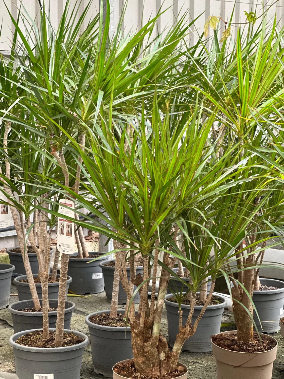 Vivero Losteflor - Servicios de mantenimiento de jardines en Cádiz - Vivero de plantas en Chiclana de la Frontera 50