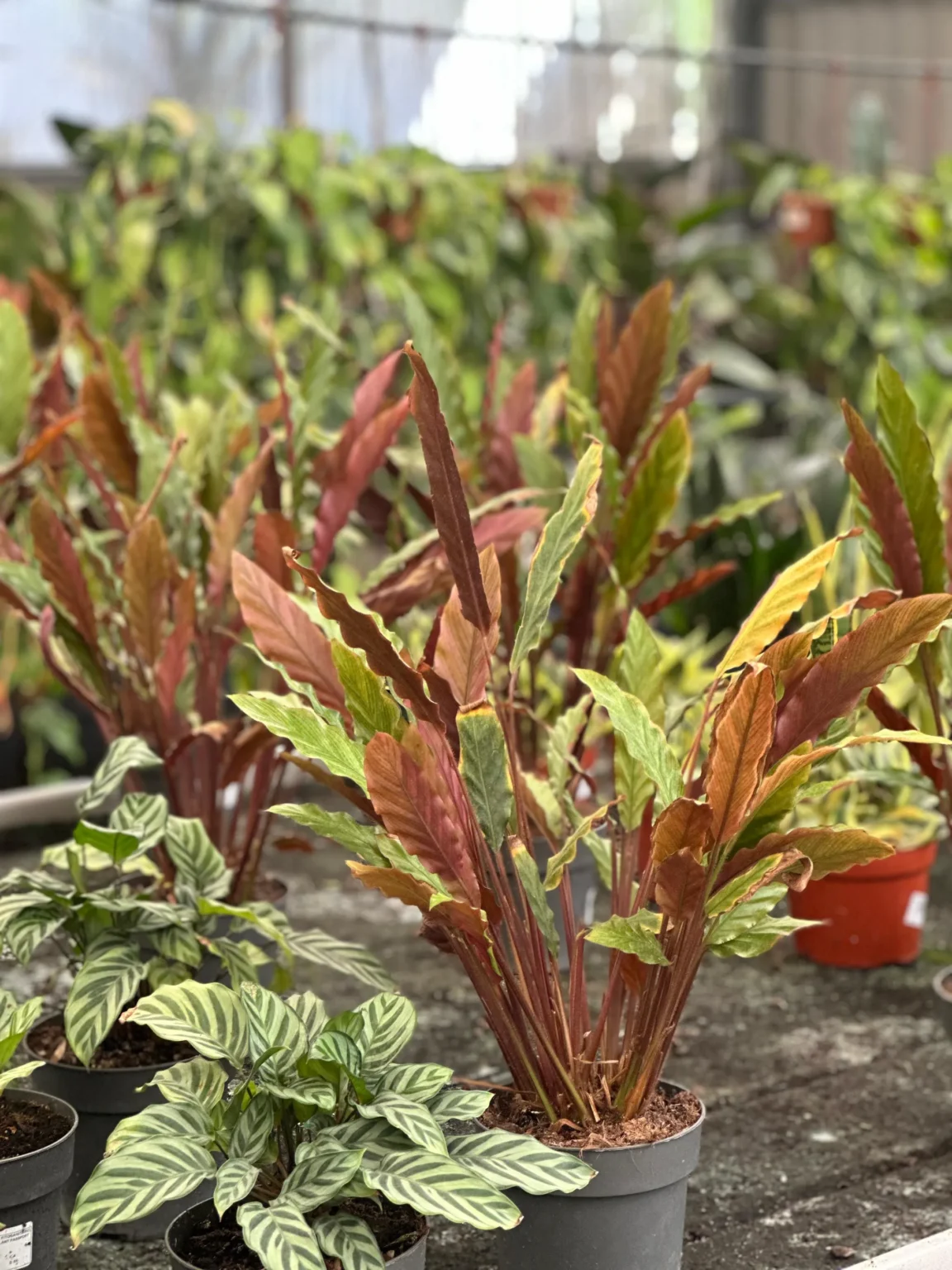 Vivero Losteflor - Servicios de mantenimiento de jardines en Cádiz - Vivero de plantas en Chiclana de la Frontera 51