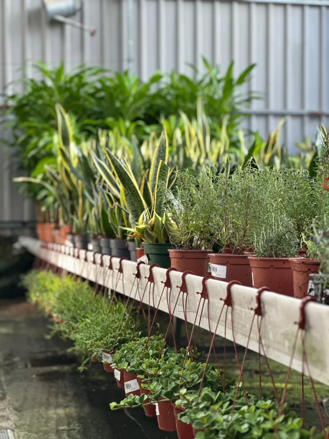 Vivero Losteflor - Servicios de mantenimiento de jardines en Cádiz - Vivero de plantas en Chiclana de la Frontera 76