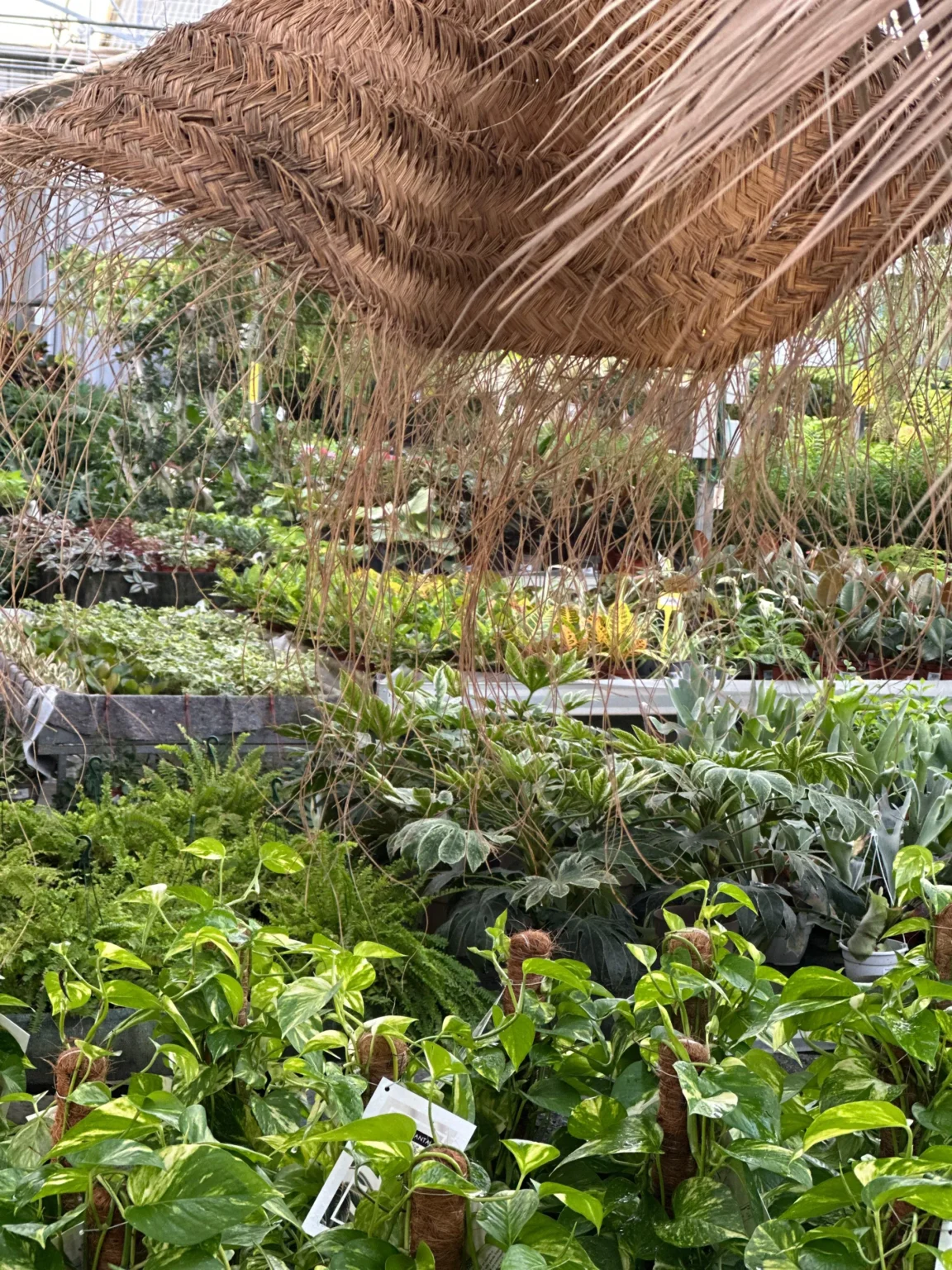 Vivero Losteflor - Servicios de mantenimiento de jardines en Cádiz - Vivero de plantas en Chiclana de la Frontera 84