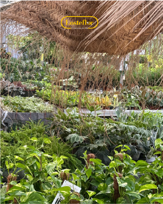 Cómo cuidar tus plantas cuando sopla el levante en Cádiz