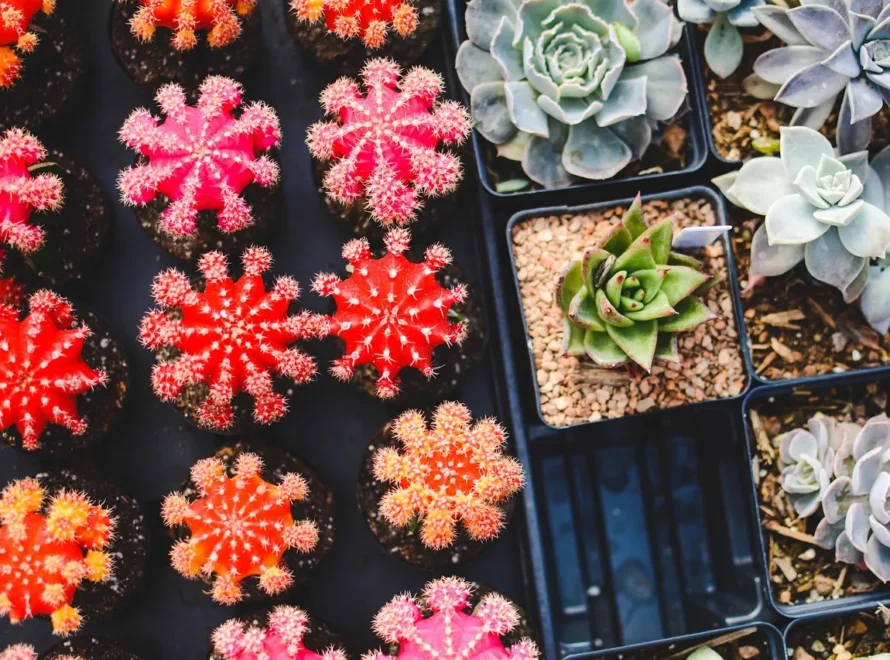 Guía de plantas resistentes al calor para tu jardín en Cádiz