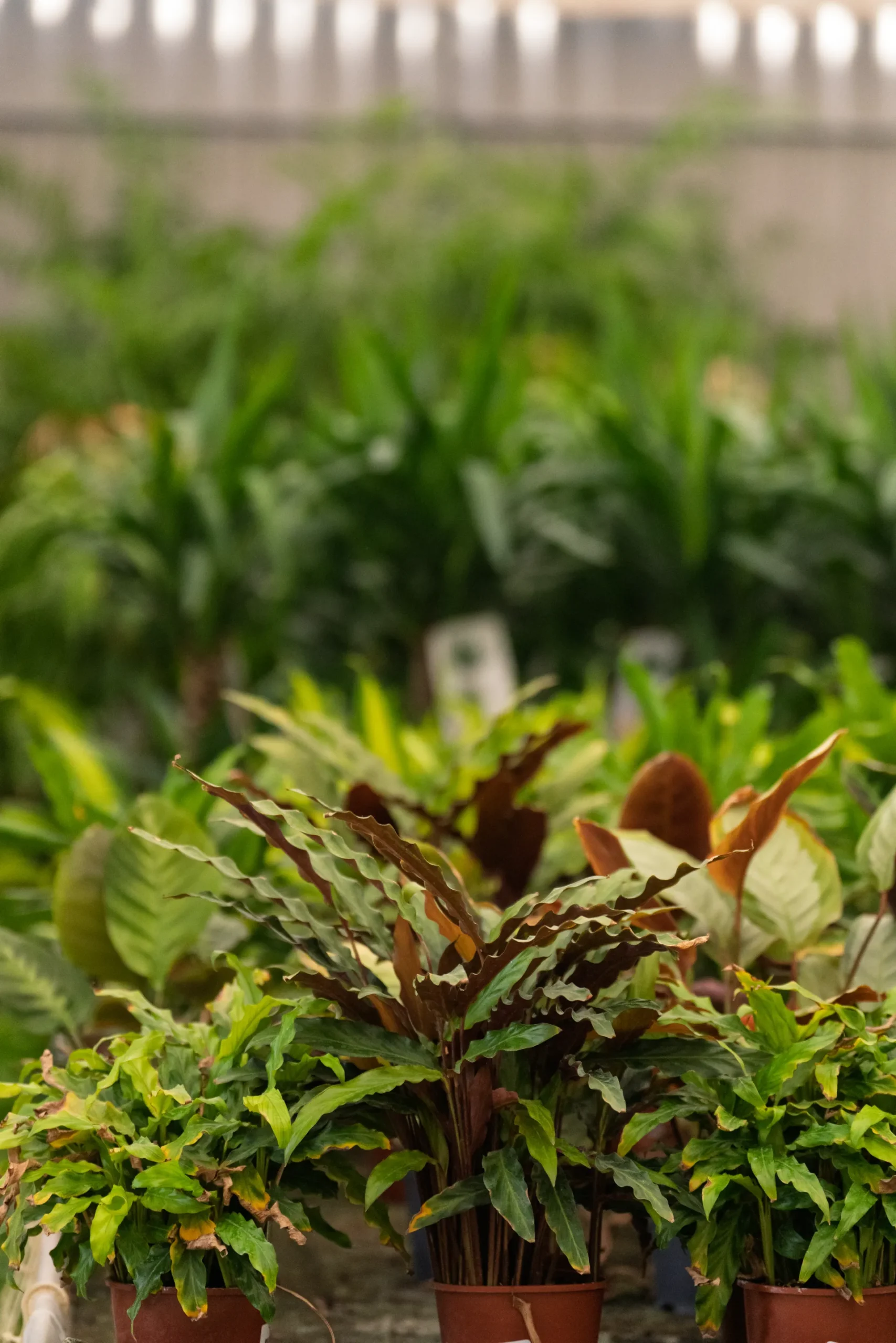 Jardinería para niños, actividades educativas