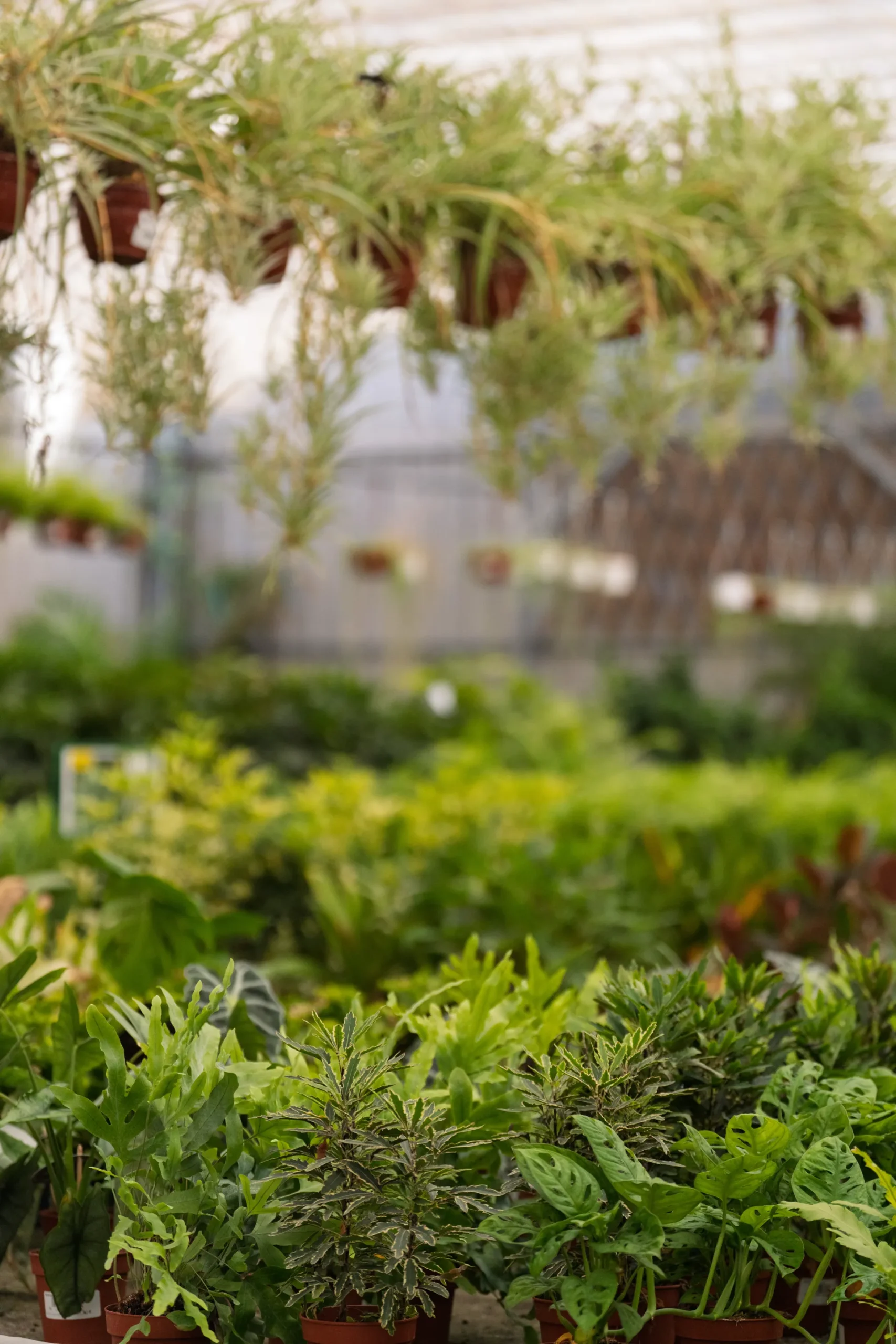 Cómo crear un jardín vertical en casa, guía