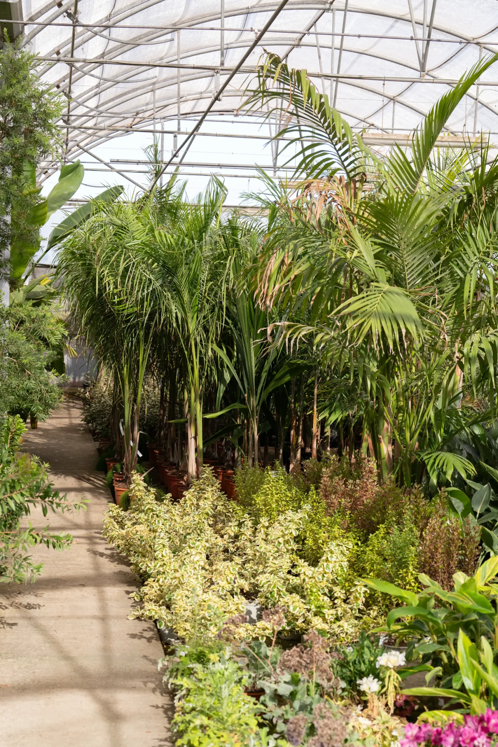 Mejores arbustos para setos y cerramientos naturales, Cádiz
