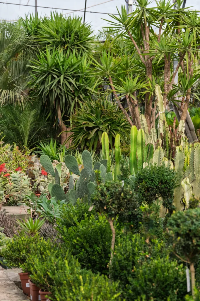 Vivero Losteflor Servicios de mantenimiento de jardines en Cádiz Vivero de plantas en Chiclana de la Frontera 166