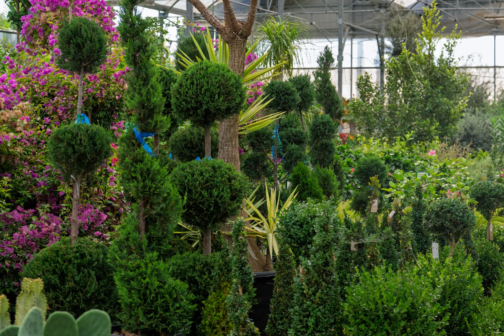 Mejores arbustos para setos y cerramientos naturales, Cádiz