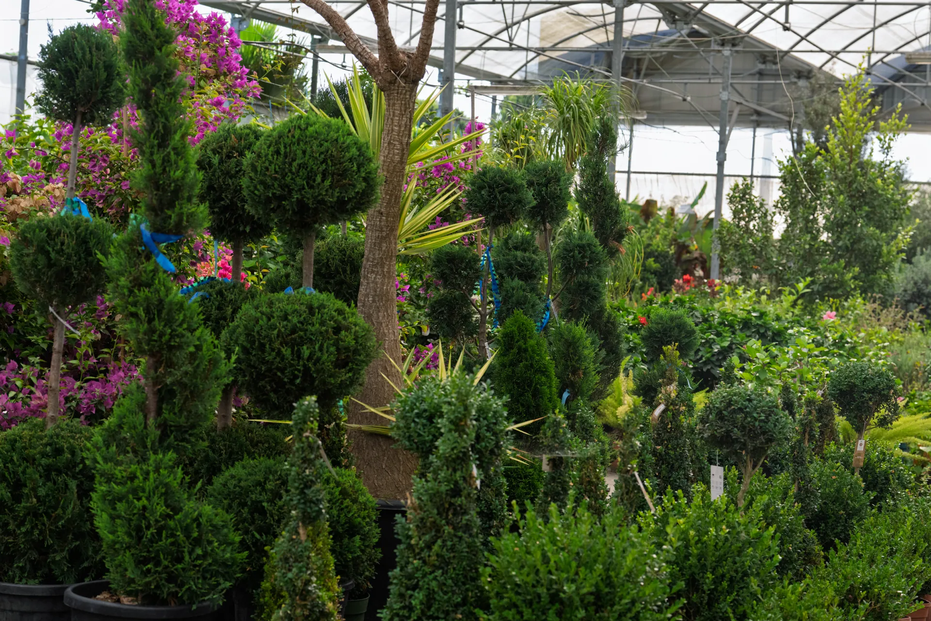 Plantas resistentes al viento, perfectas para jardines costeros