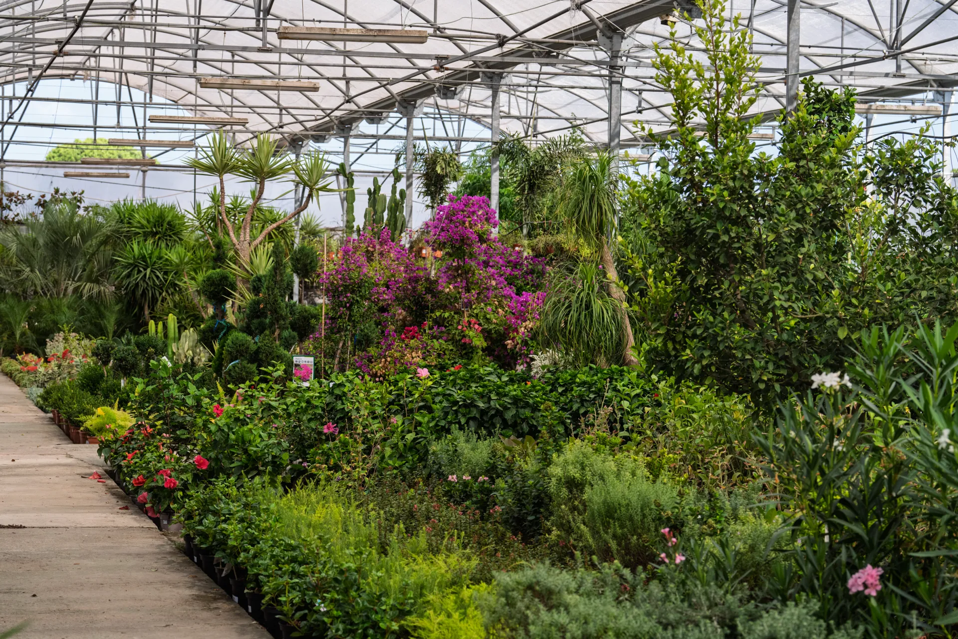 Las Mejores Plantas para Jardines en la Provincia de Cádiz, guía