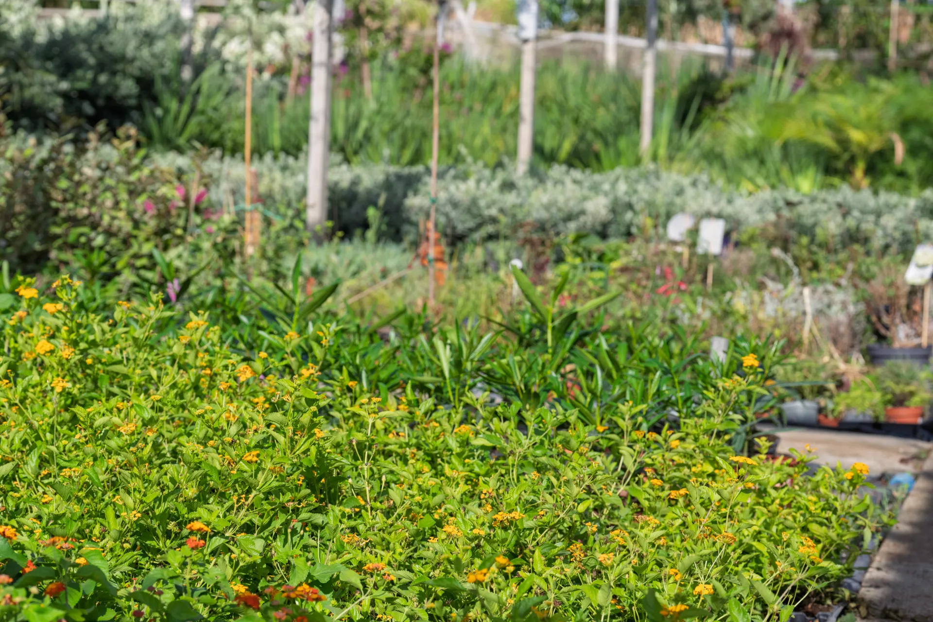 Como preparar tu jardín para el otoño, calendario de tareas