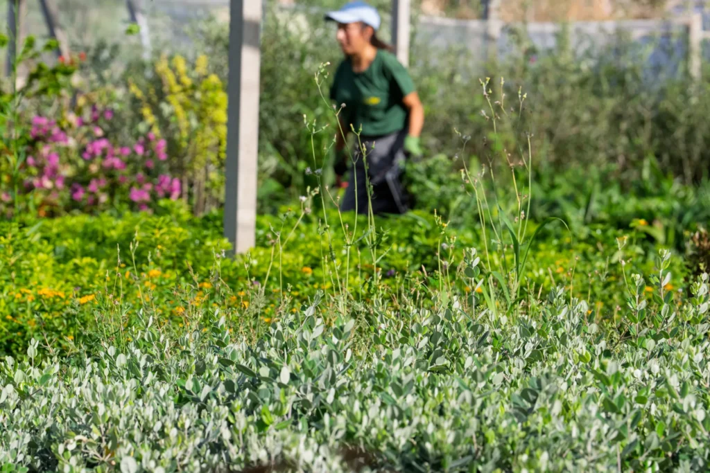 Vivero Losteflor Servicios de mantenimiento de jardines en Cádiz Vivero de plantas en Chiclana de la Frontera 185