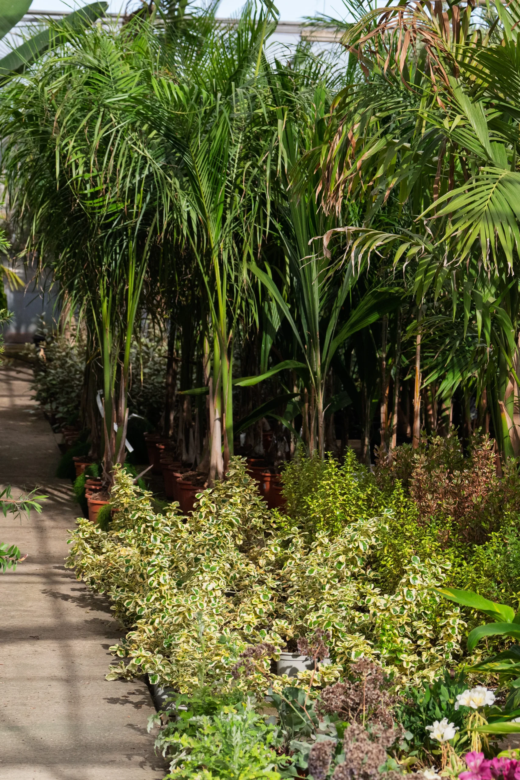 5 árboles frutales ideales para el clima de Cádiz