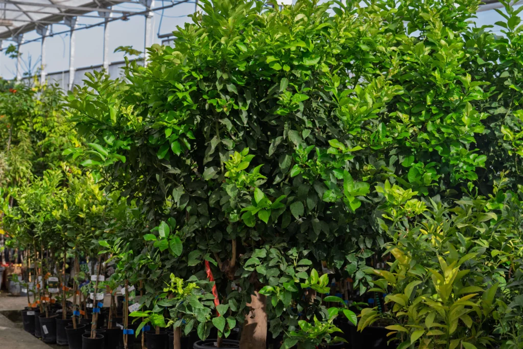 5 árboles frutales ideales para el clima de Cádiz