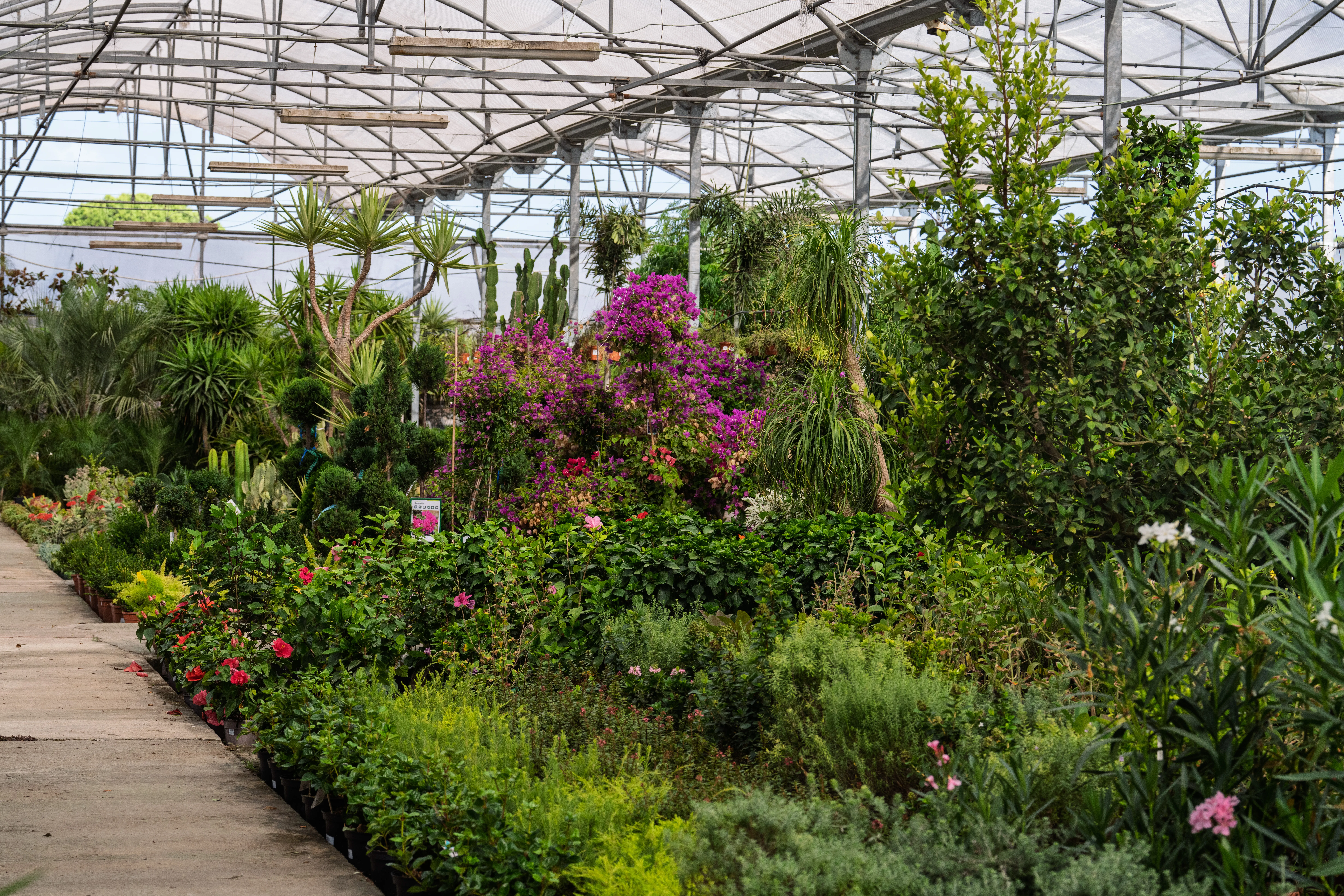 5 árboles frutales ideales para el clima de Cádiz