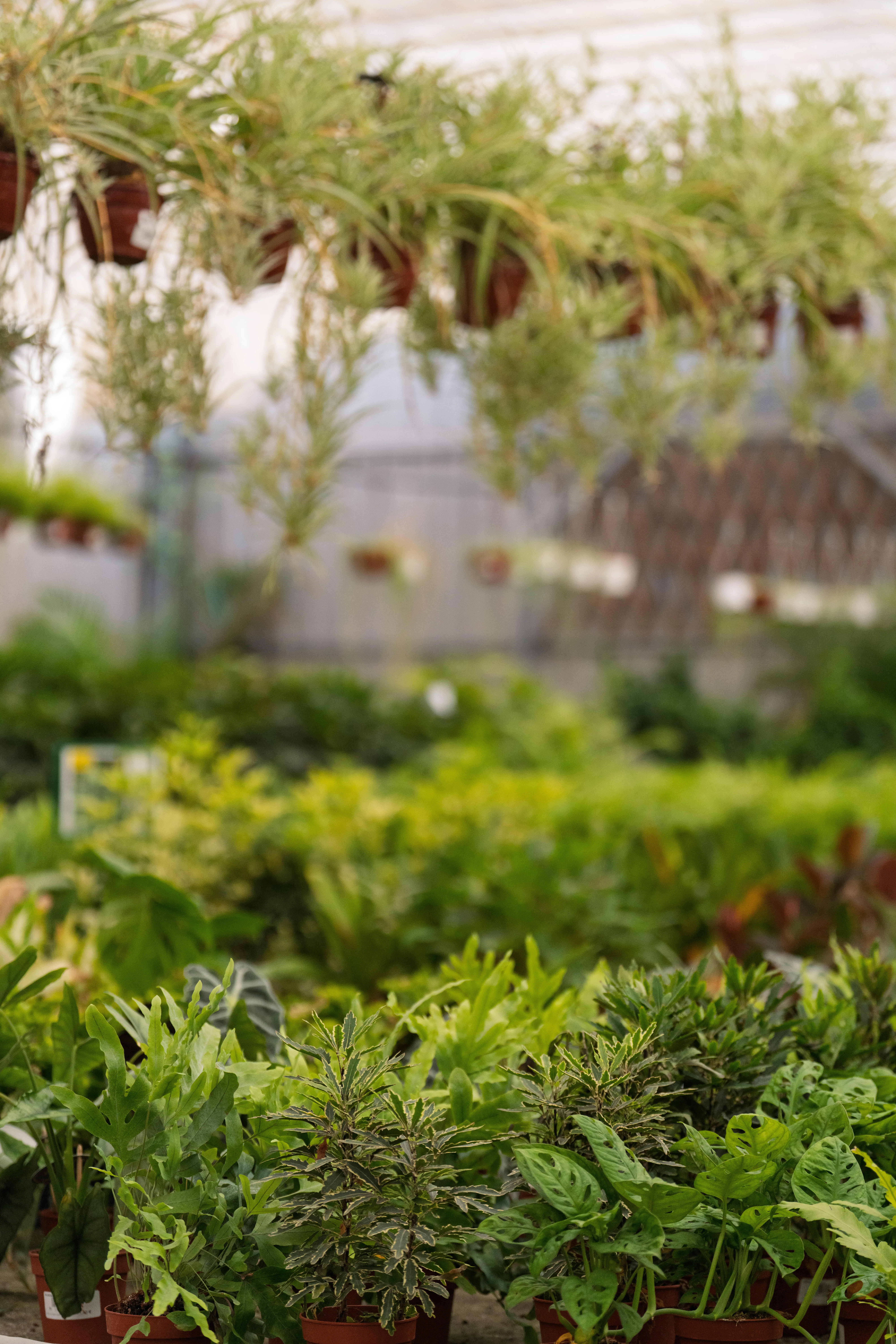 Plantas purificadoras de aire, como cuidarlas