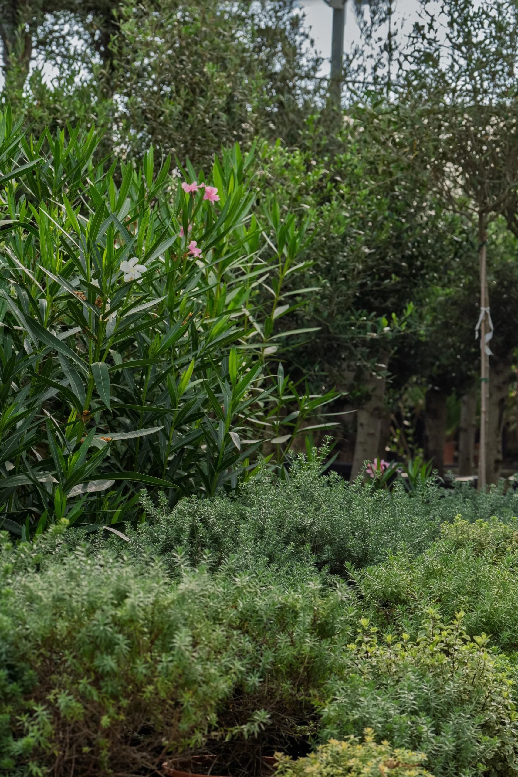 Las flores ideales para otoño en Cádiz