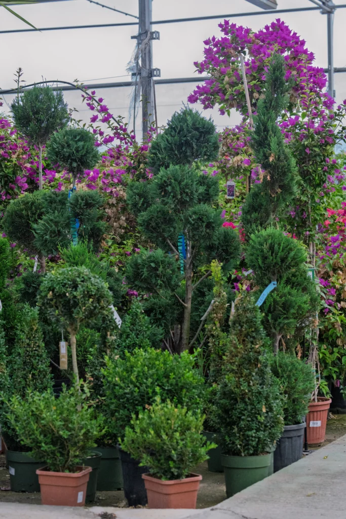 Las flores ideales para otoño en Cádiz