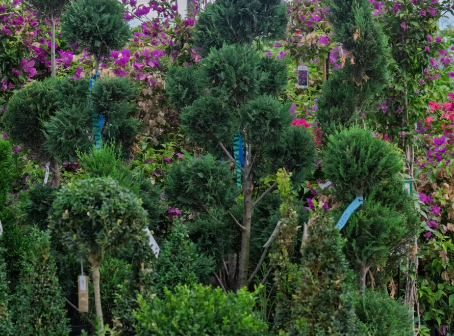 Las flores ideales para otoño en Cádiz