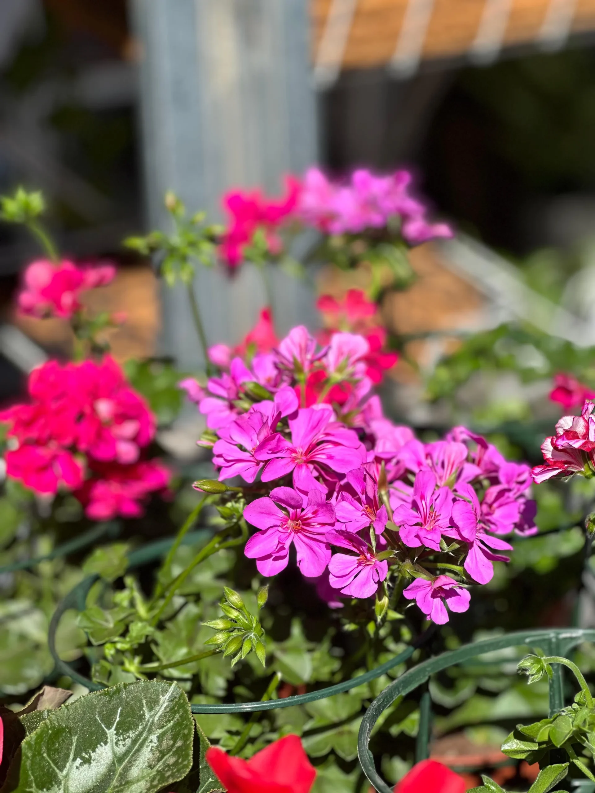 Plantas que toleran la salinidad, levante y poniente