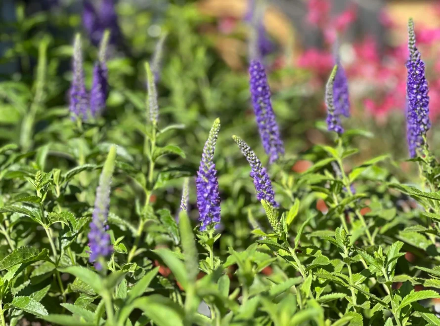 Plantas que toleran la salinidad, levante y poniente