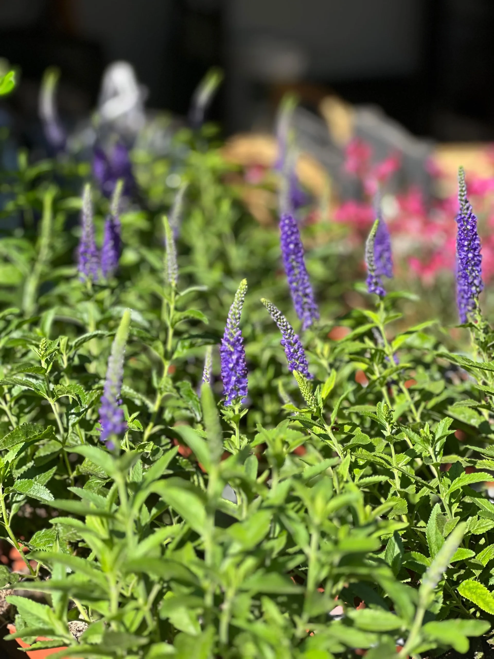 Plantas que toleran la salinidad, levante y poniente