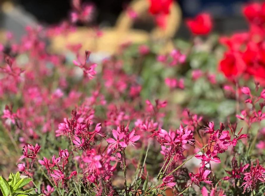 Plantas que toleran la salinidad, levante y poniente