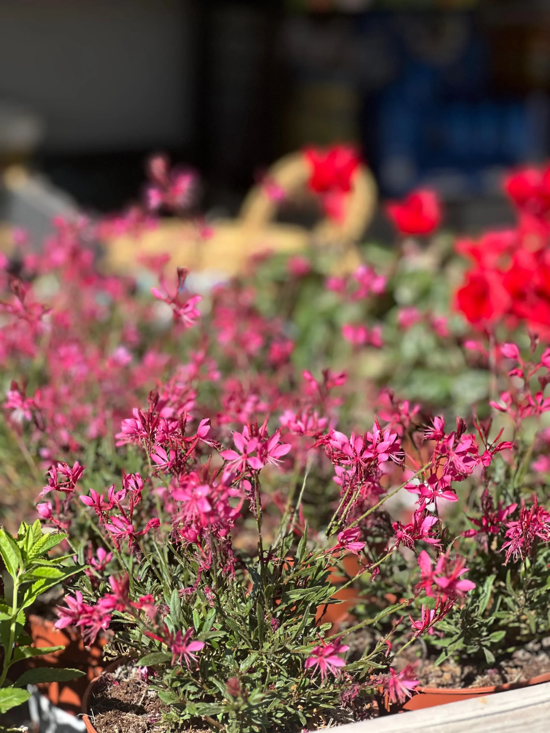 Plantas que toleran la salinidad, levante y poniente