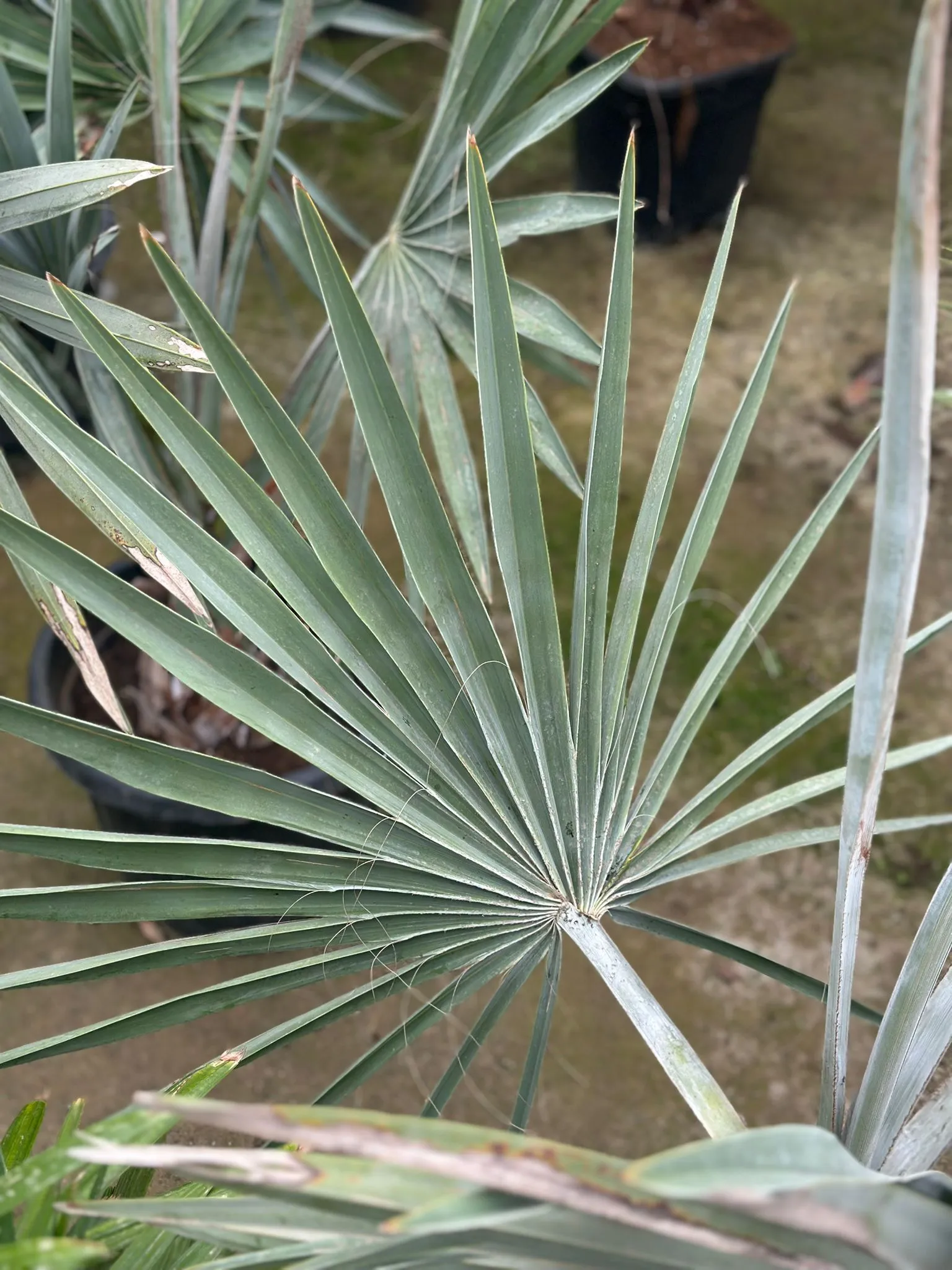 Bismarckia nobilis el azul de tu jardín