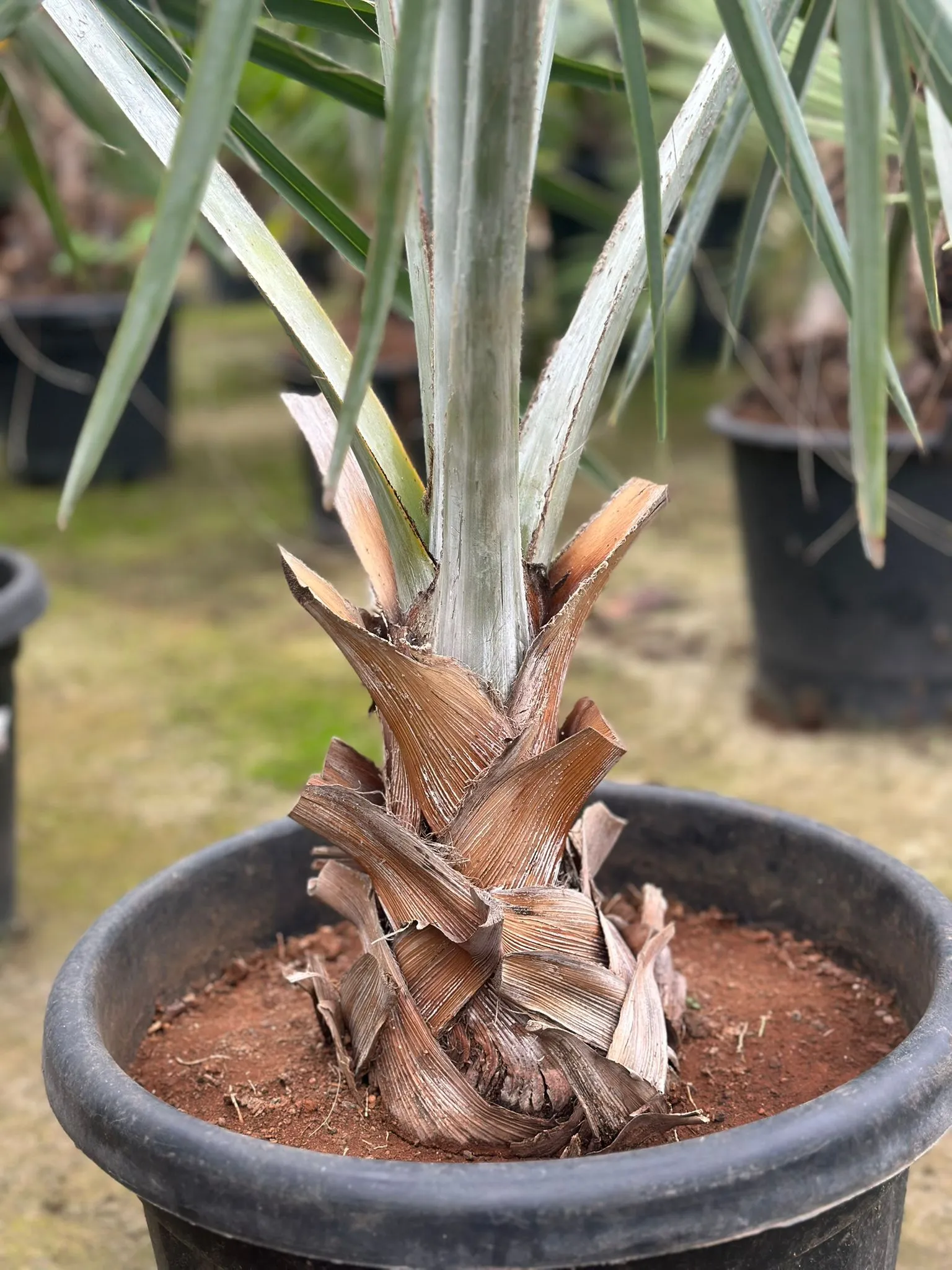 Bismarckia nobilis el azul de tu jardín