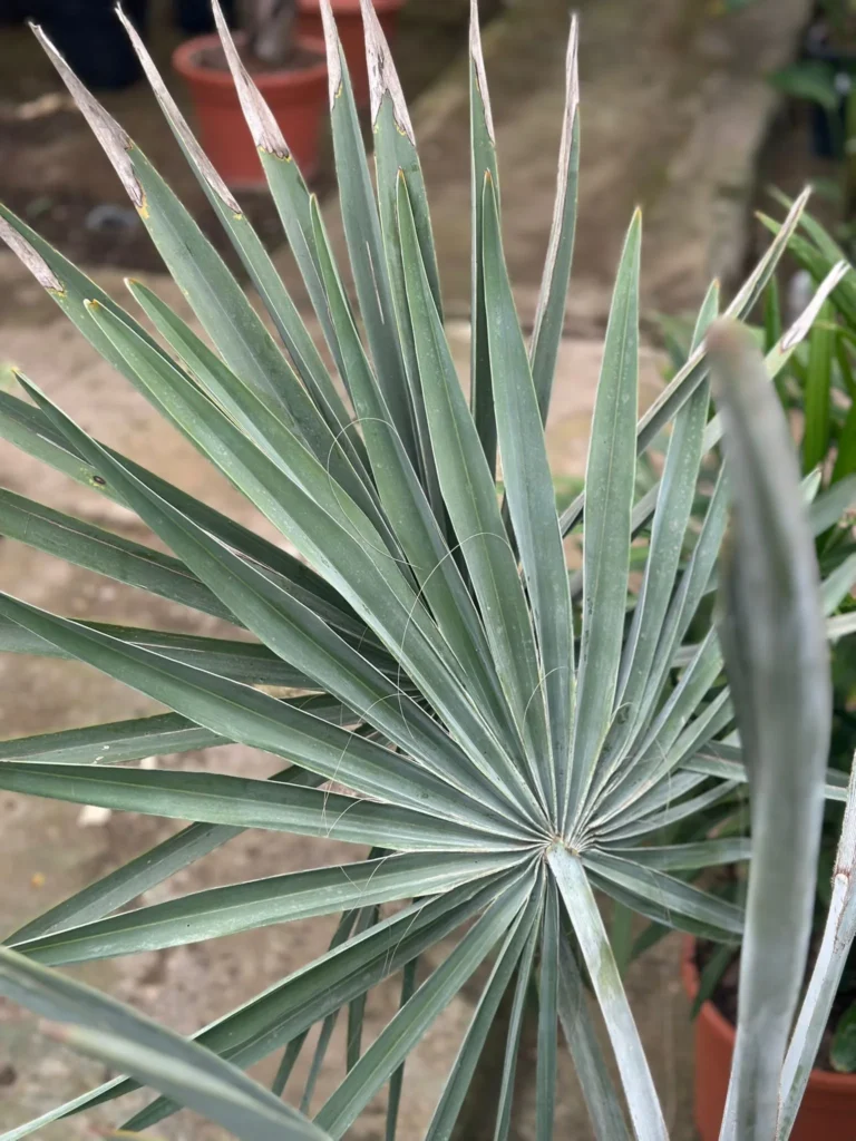 Bismarckia nobilis una palmera azul plateada