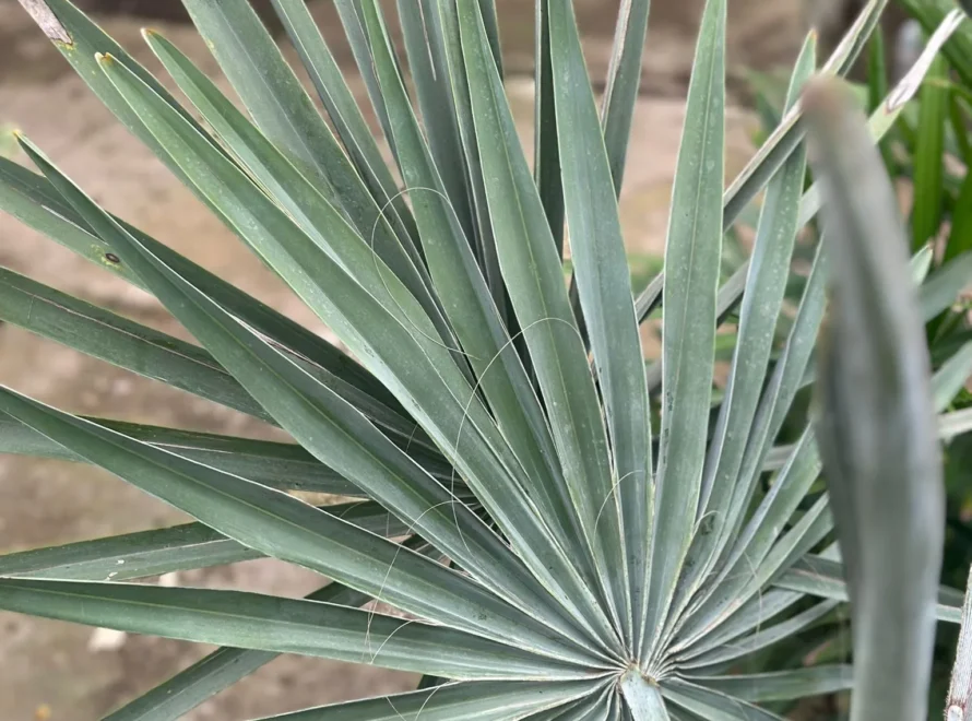 Bismarckia nobilis una palmera azul plateada