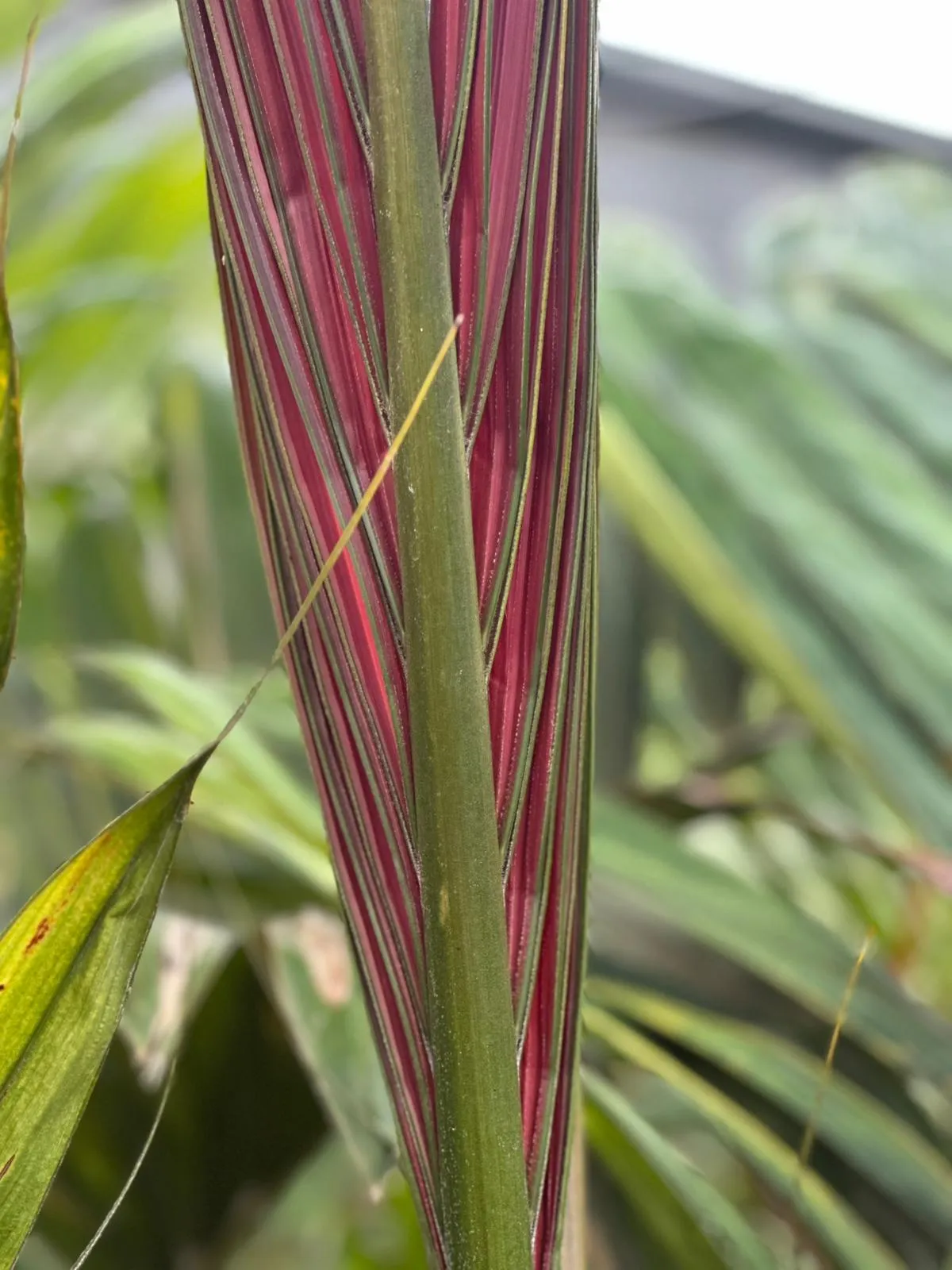 Chambeyronia macrocarpa, la palmera de color rubí