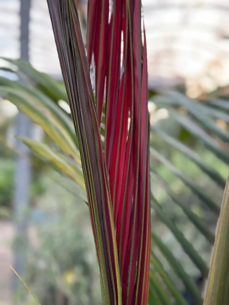 Chambeyronia macrocarpa, la palmera de color rubí