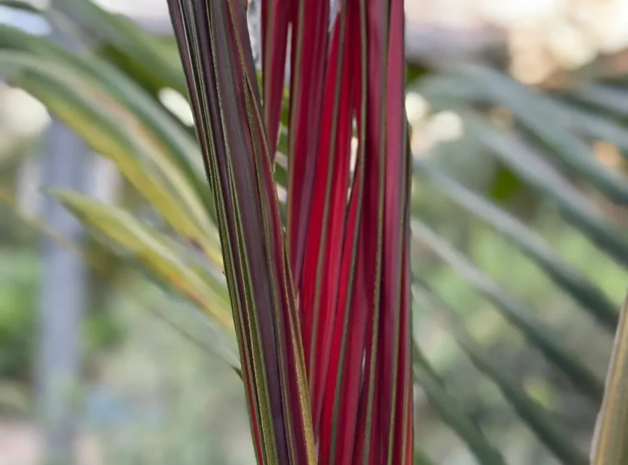 Chambeyronia macrocarpa, la palmera de color rubí