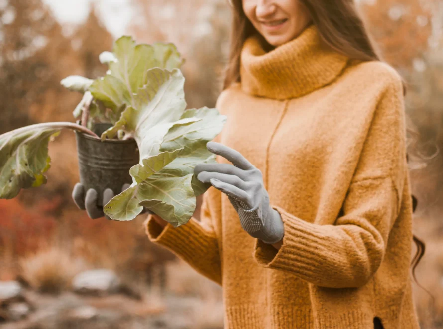 Huerto en invierno, cuidados, riego, protección, etc