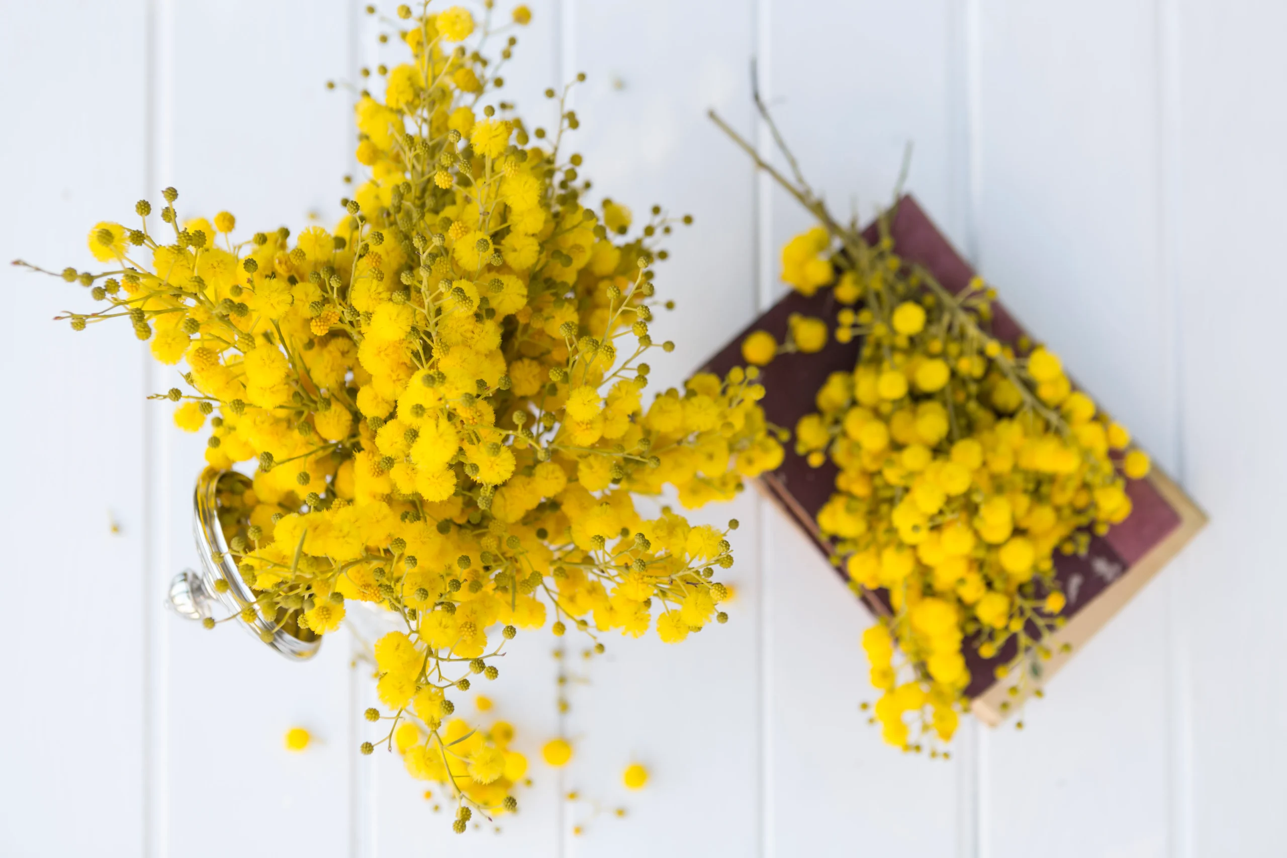 Mimosa púdica, cuidados, curiosidades y consejos