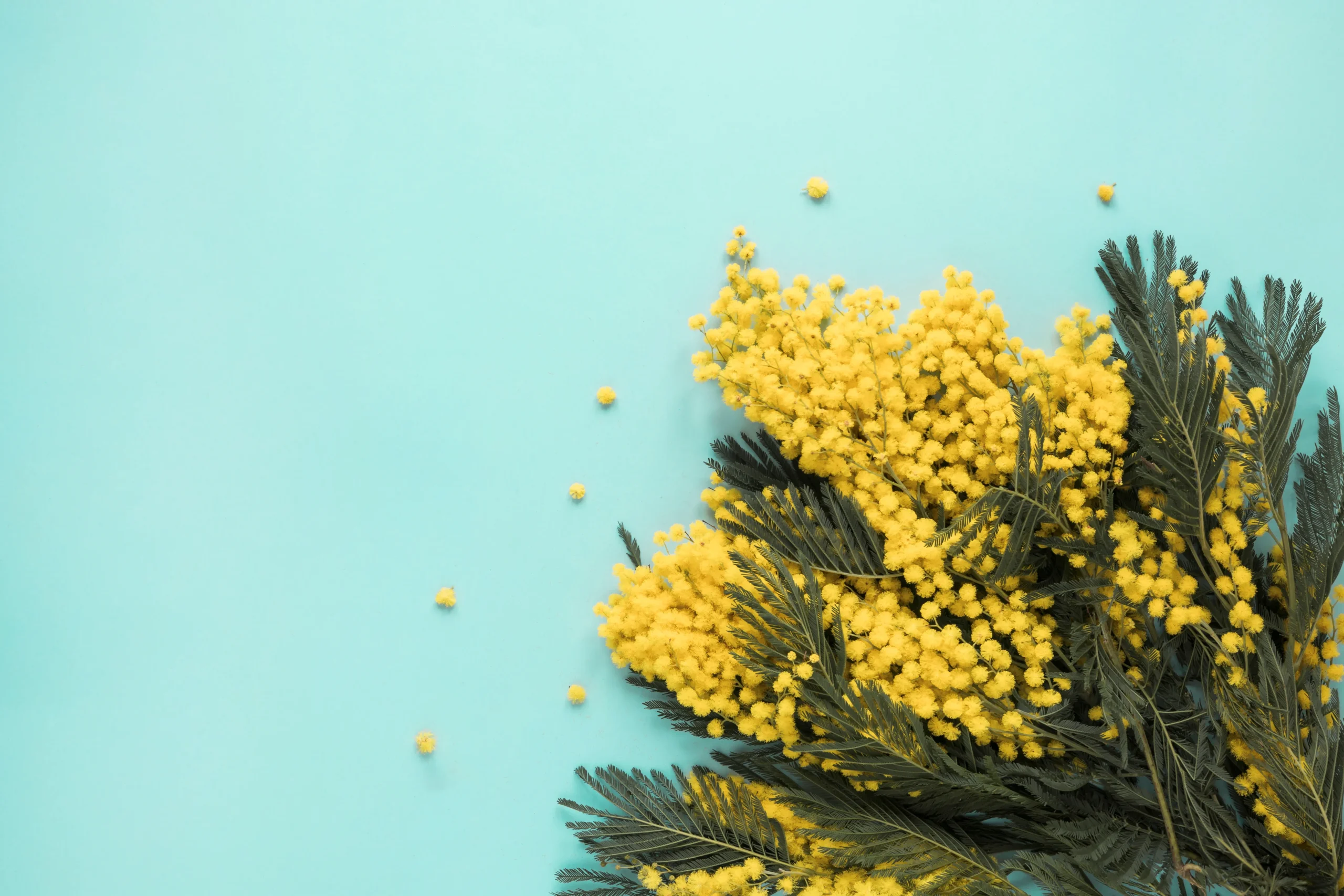 Mimosa púdica, cuidados, curiosidades y consejos
