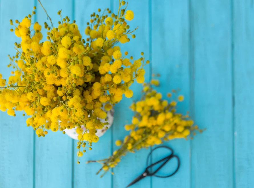 Mimosa púdica, cuidados, curiosidades y consejos