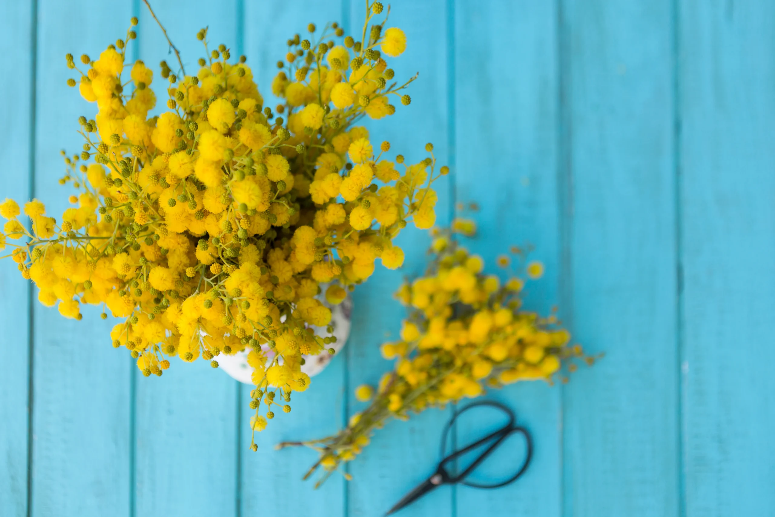 Mimosa púdica, cuidados, curiosidades y consejos