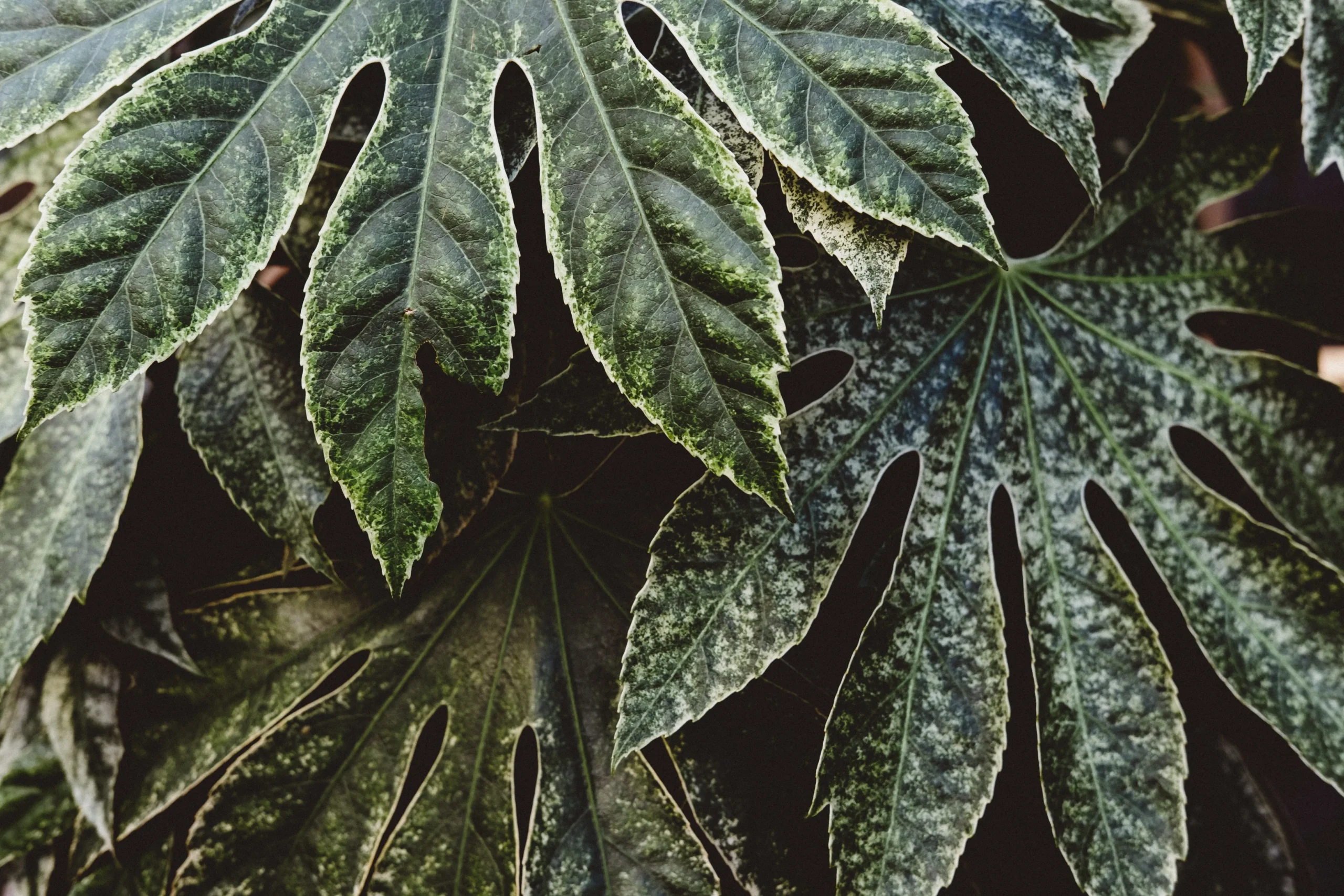 Monstera variegata, cuidados, propagación y claves