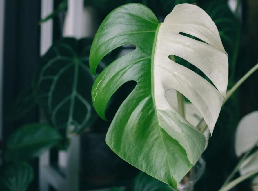 Monstera variegata, cuidados, propagación y claves