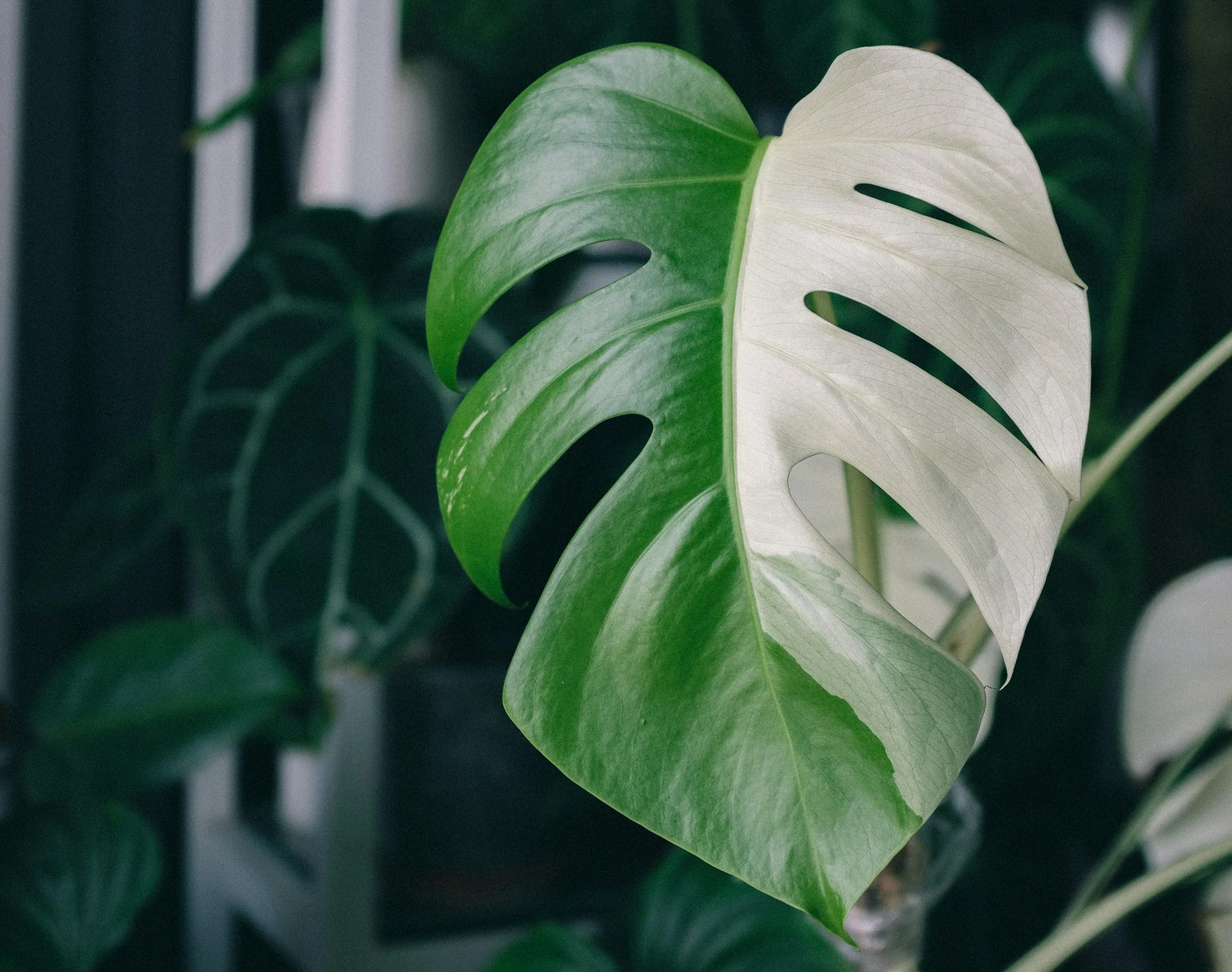 Monstera variegata, cuidados, propagación y claves