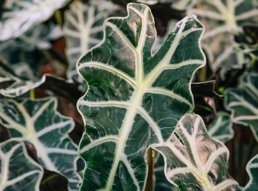 Monstera variegata, cuidados, propagación y claves